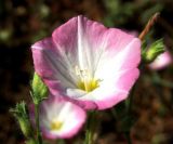 Convolvulus pilosellifolius. Цветок. Туркменистан, Мервский оазис, окраина хлопкового поля. Июнь 2012 г.