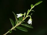 Vaccinium vitis-idaea
