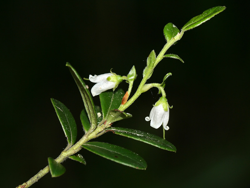 Image of Vaccinium vitis-idaea specimen.