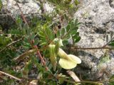 Vicia hybrida