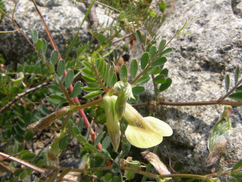 Image of Vicia hybrida specimen.