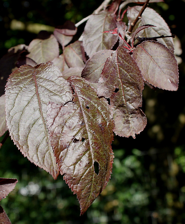 Image of Prunus cerasifera specimen.