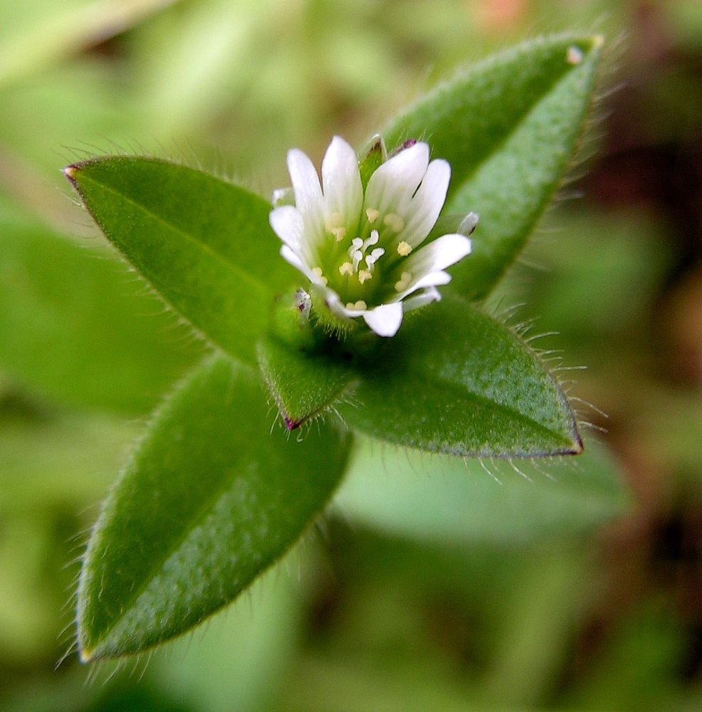 Изображение особи Cerastium holosteoides.