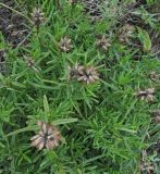 Dracocephalum ruyschiana
