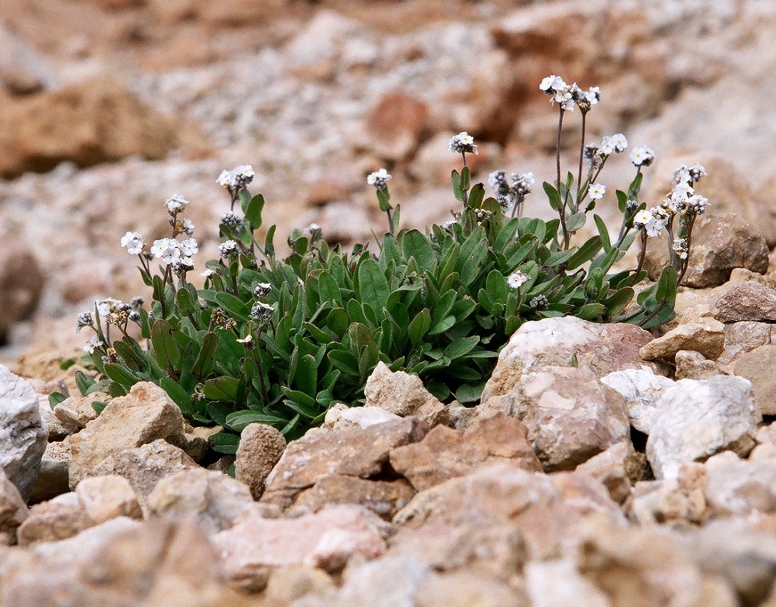 Изображение особи Myosotis schistosa.