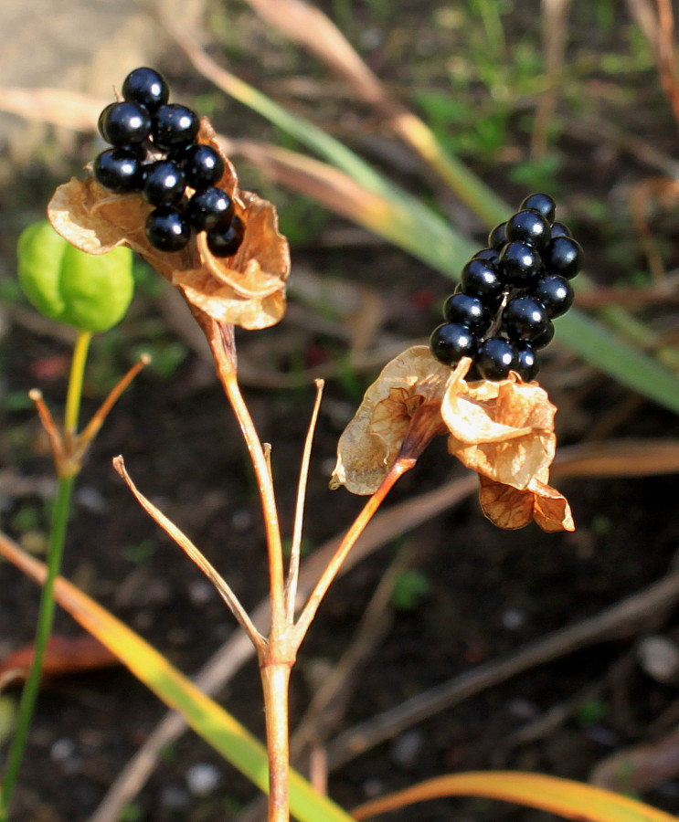 Изображение особи &times; Pardancanda norrisii.