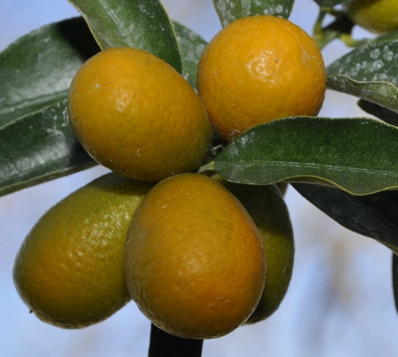 Image of Citrus japonica specimen.