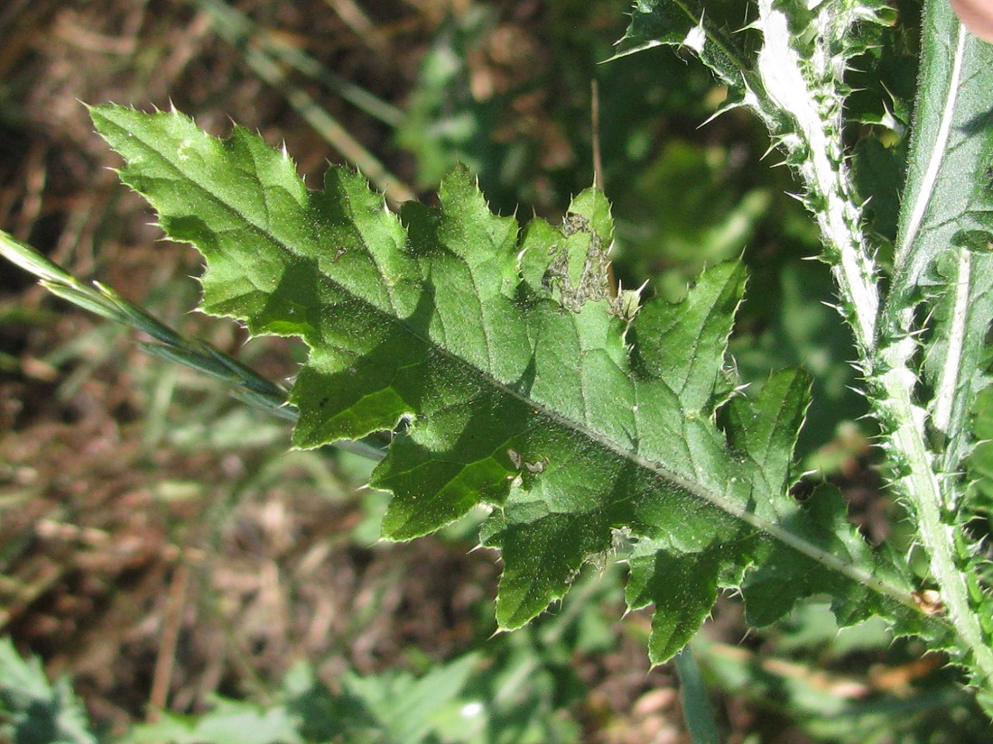 Image of Carduus crispus specimen.