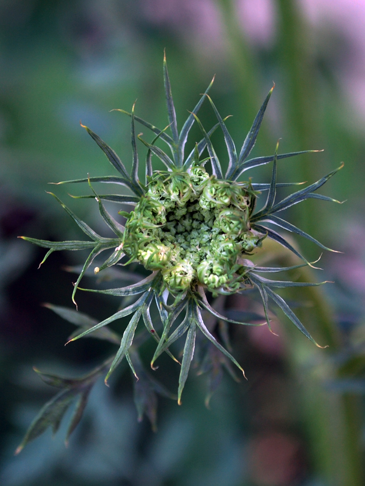 Image of Daucus carota specimen.
