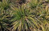 Carex morrowii