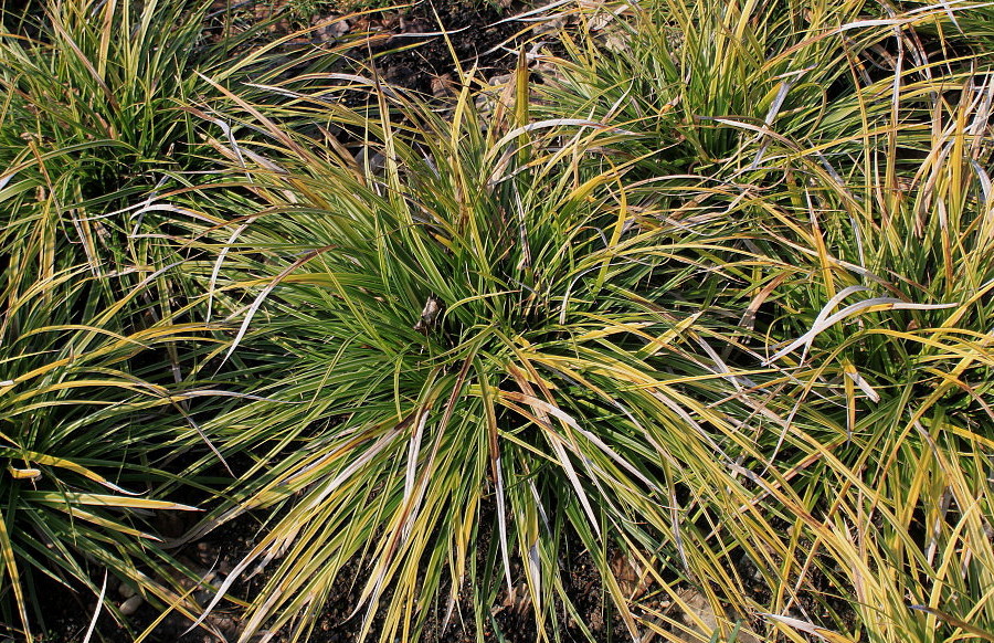 Image of Carex morrowii specimen.