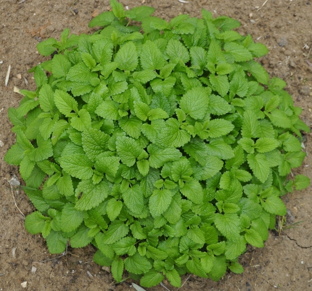 Image of Melissa officinalis specimen.