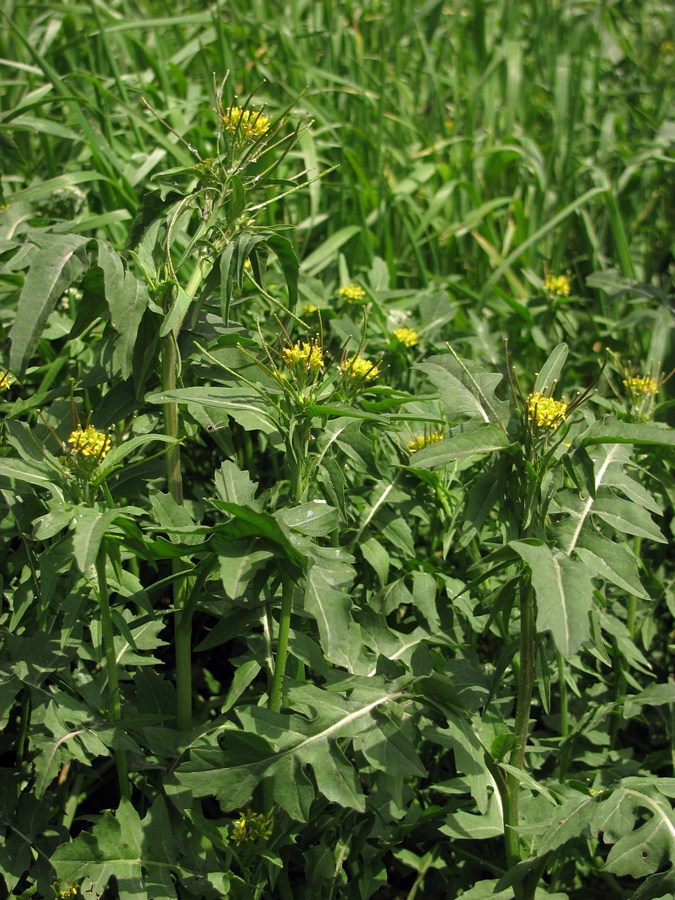 Image of Sisymbrium irio specimen.