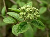 Viburnum lantana. Ветвь с соцветием в бутонах. Санкт-Петербург, в культуре. 17.05.2009.