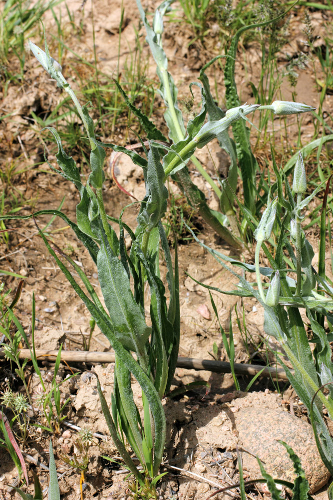 Image of Scorzonera inconspicua specimen.