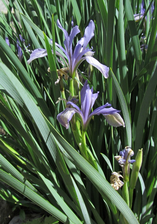 Image of Iris lactea specimen.