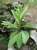 Verbascum phlomoides. Вегетирующее растение. Крым, Тарханкутский п-ов, пгт Черноморское, Воронцовский парк, скальный известняковый выступ. 14.05.2013.