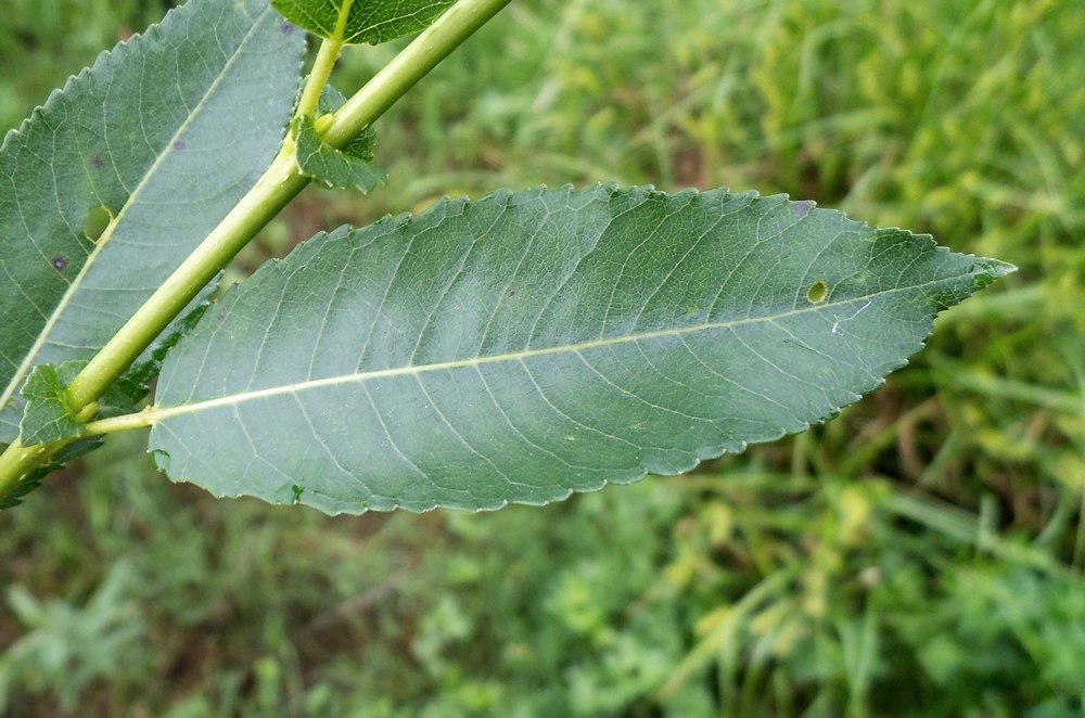 Изображение особи Salix &times; schumanniana.