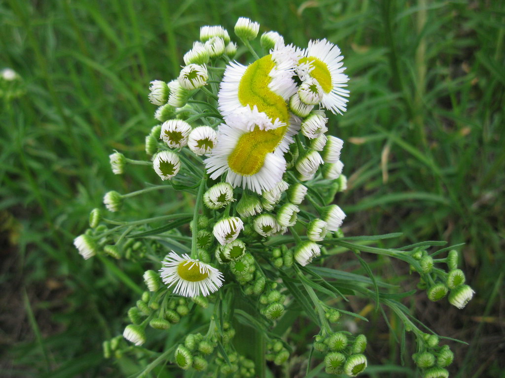 Image of Erigeron strigosus specimen.