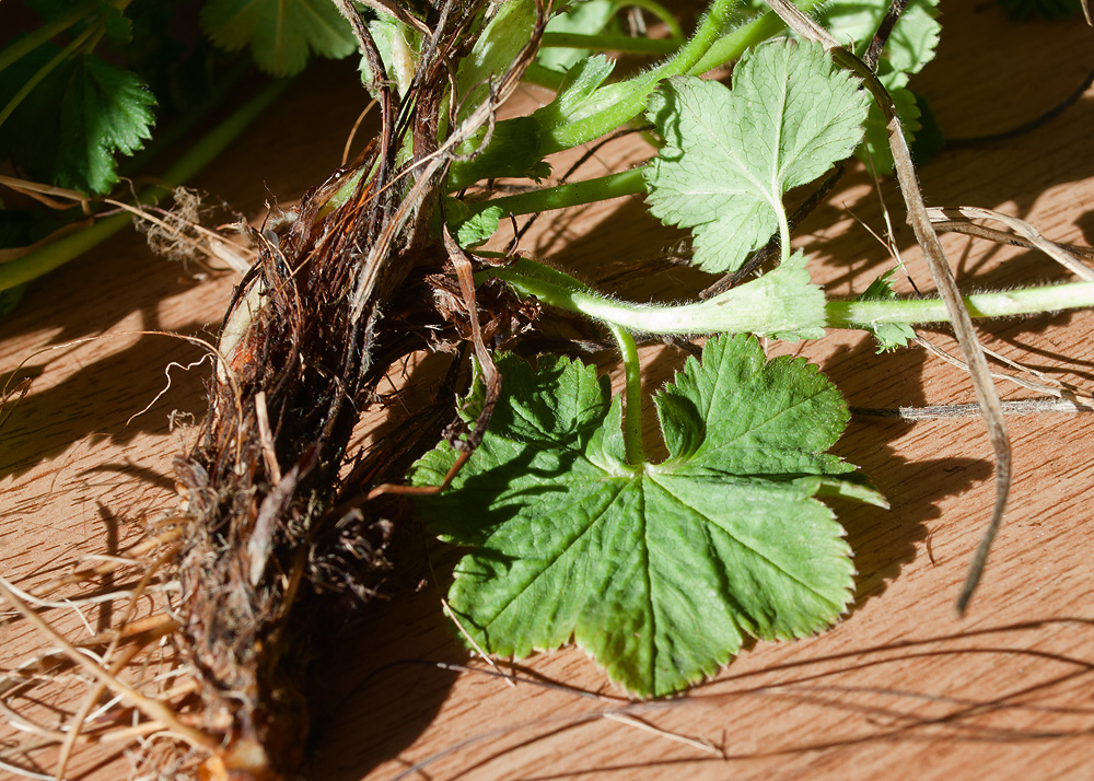 Изображение особи Alchemilla subcrenata.