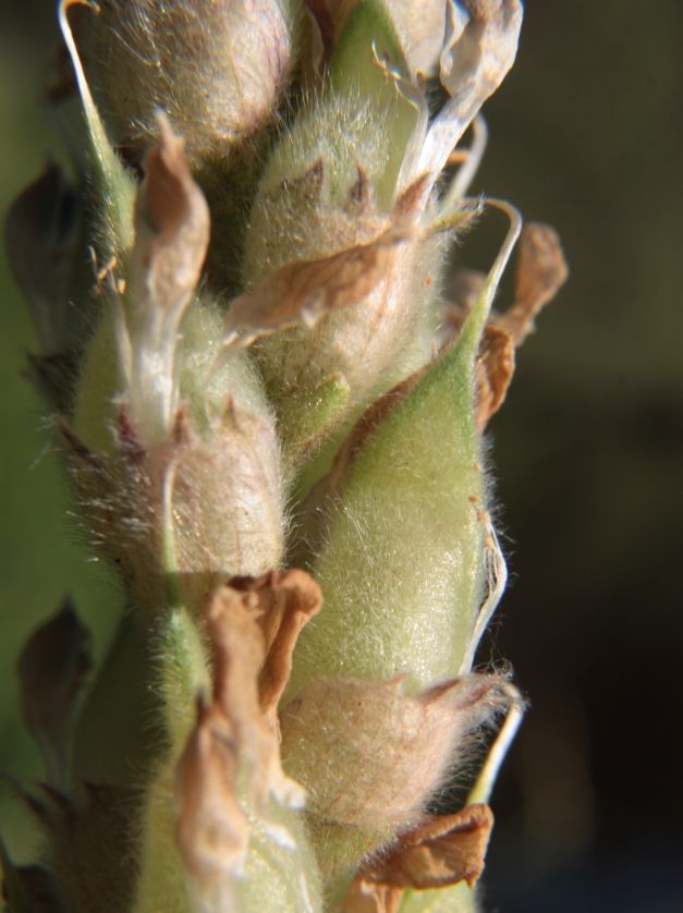 Image of Oxytropis spicata specimen.