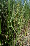 Sparganium erectum
