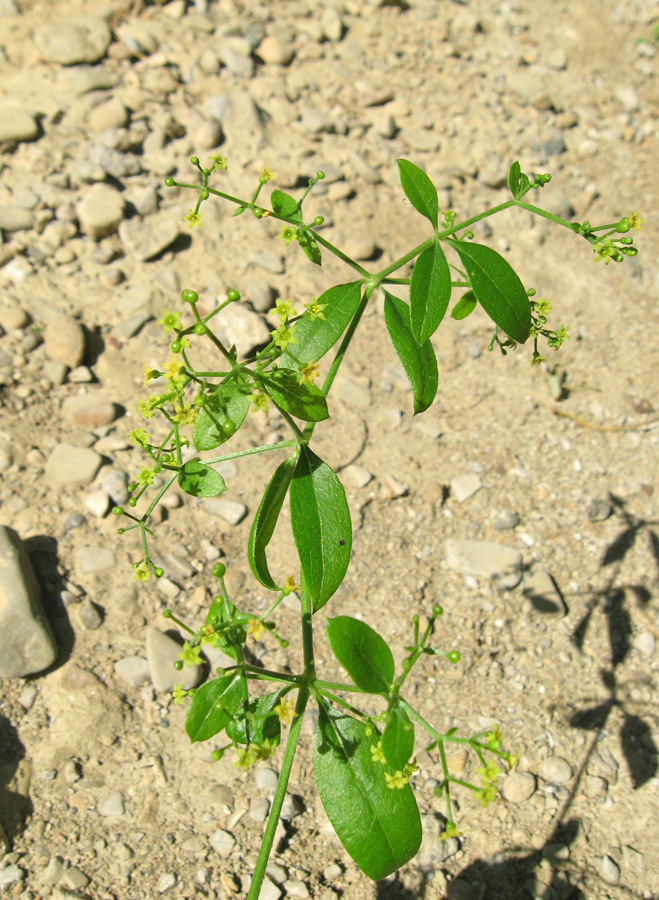 Image of Rubia tinctorum specimen.