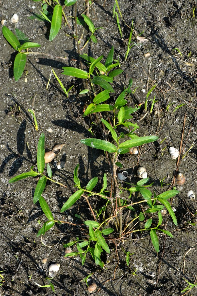 Image of Persicaria amphibia specimen.