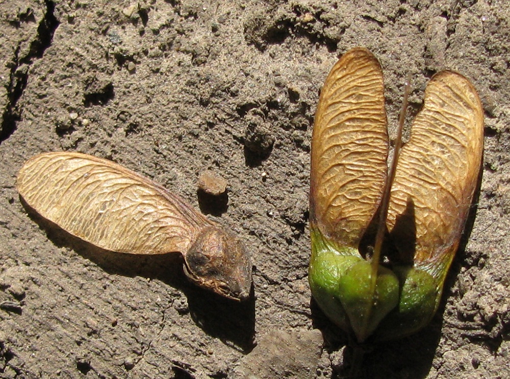 Image of Acer ibericum specimen.