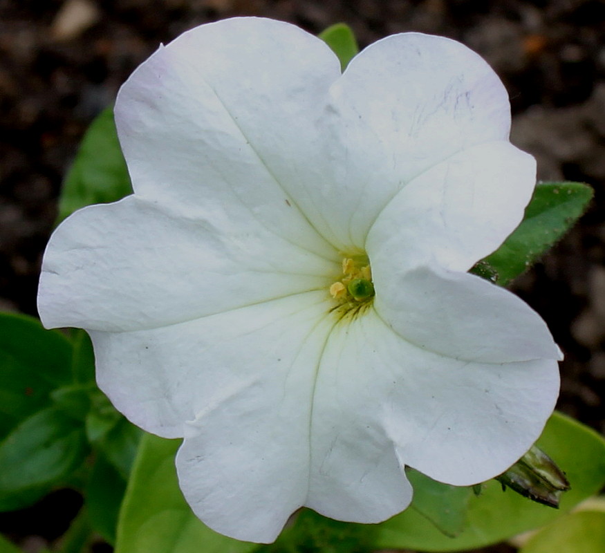 Изображение особи Petunia axillaris.