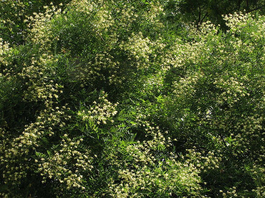 Image of Styphnolobium japonicum specimen.
