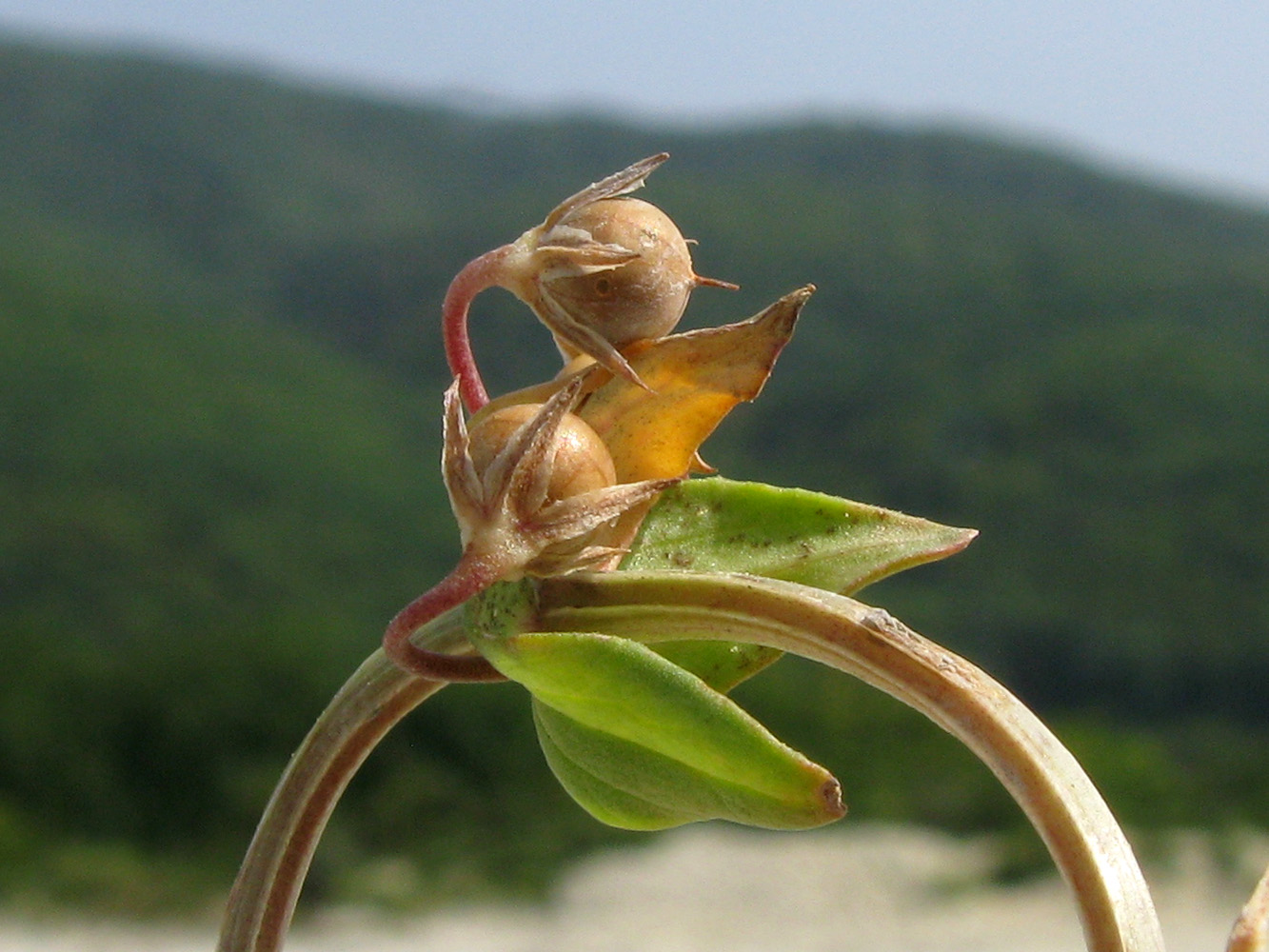 Изображение особи Anagallis foemina.