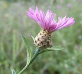 Centaurea jacea subspecies substituta. Верхушка побега с соцветием. Черноморское побережье Кавказа, щель Прасковеевская, пустырь в посёлке. 23.08.2013.