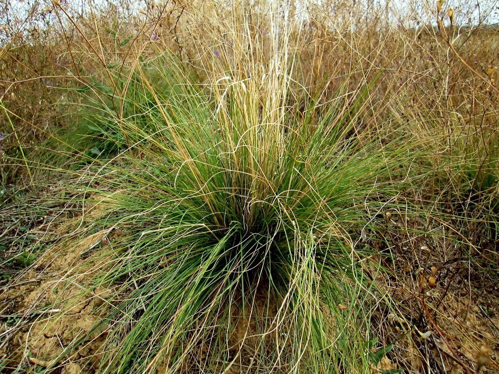 Изображение особи Festuca rupicola.