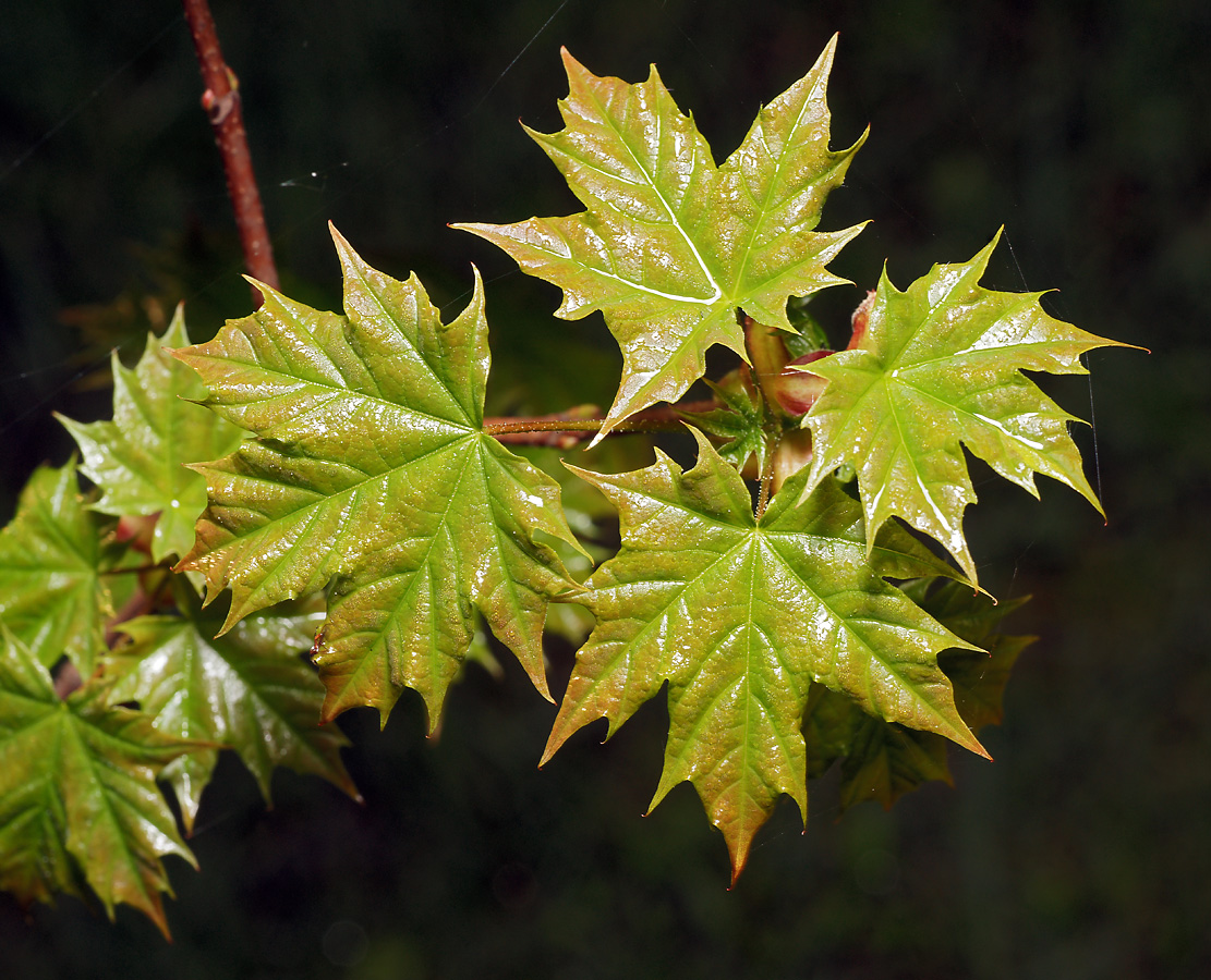 Изображение особи Acer platanoides.