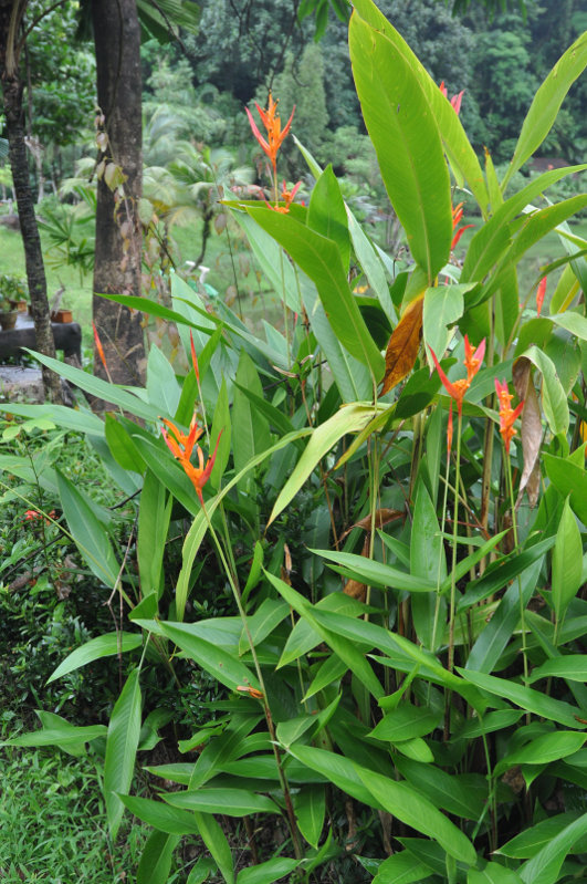 Image of Heliconia psittacorum specimen.