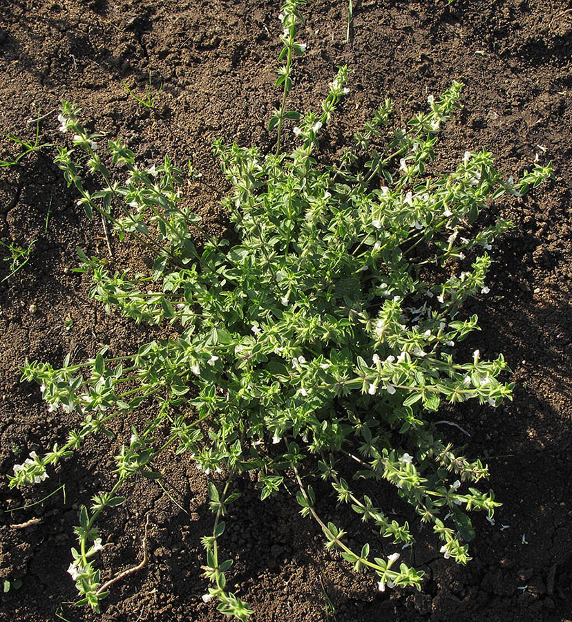Изображение особи Stachys annua.