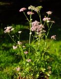 Pimpinella major