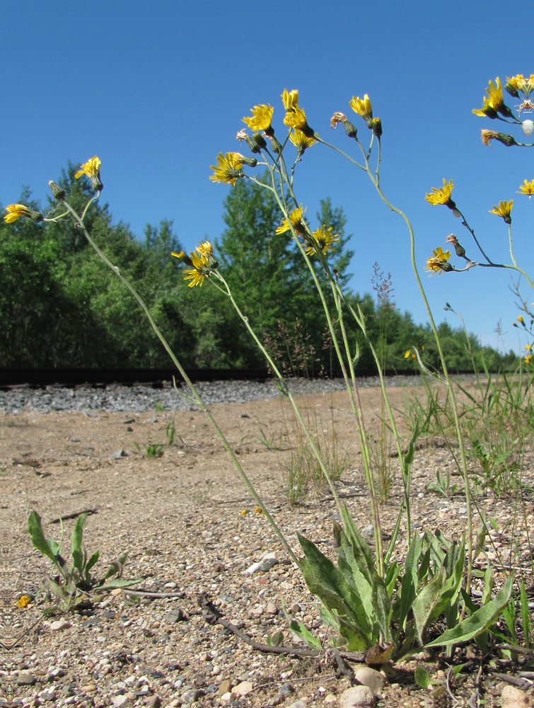 Image of Hieracium vulgatum specimen.