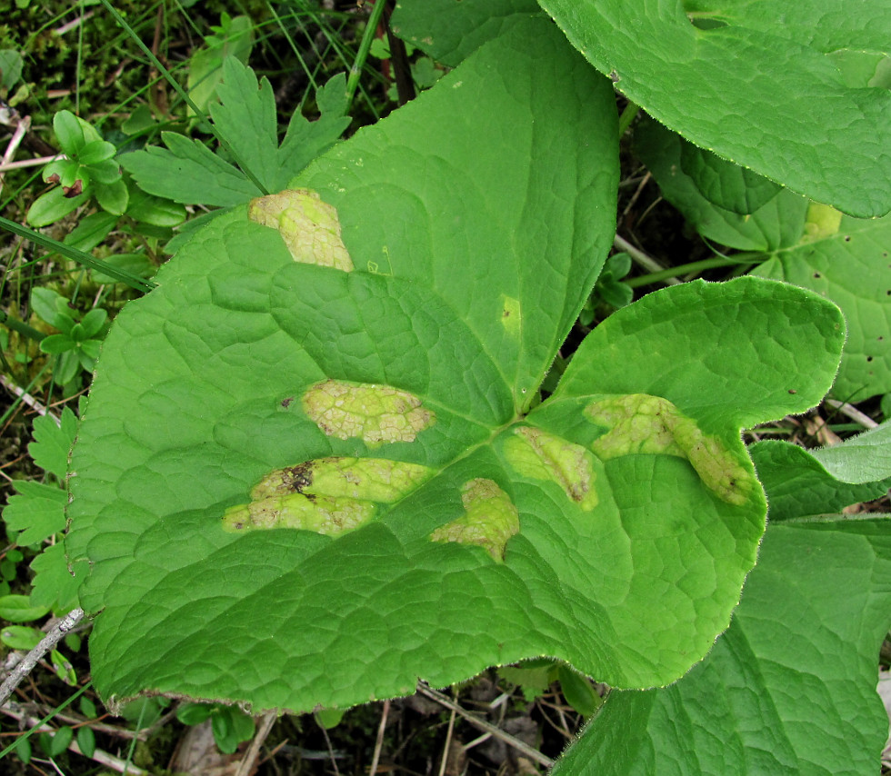 Изображение особи Ligularia sibirica.