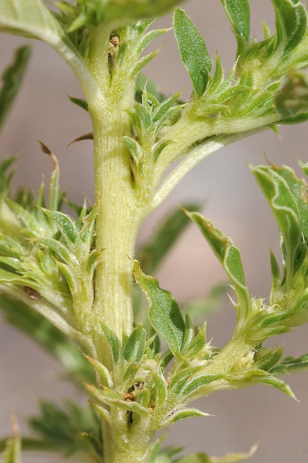 Image of Amaranthus albus specimen.