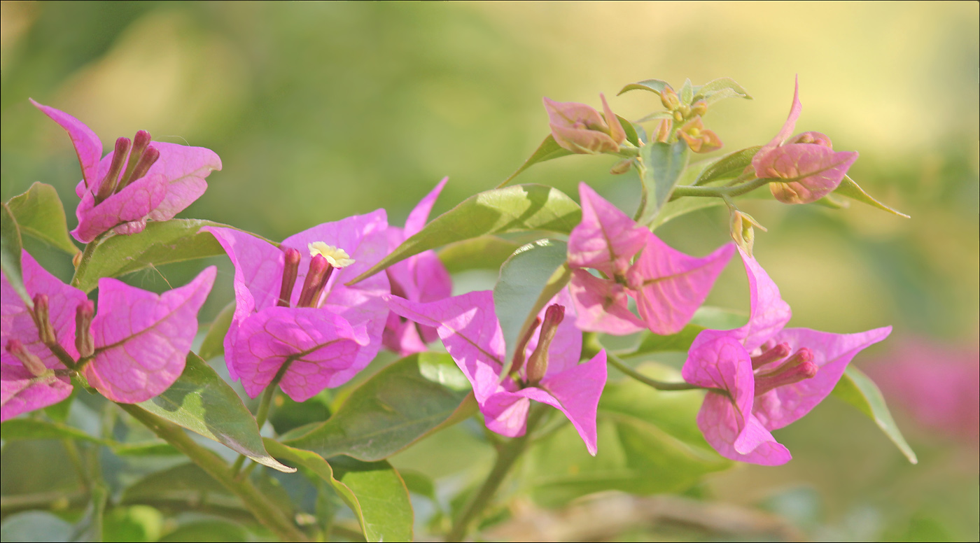 Изображение особи Bougainvillea spectabilis.