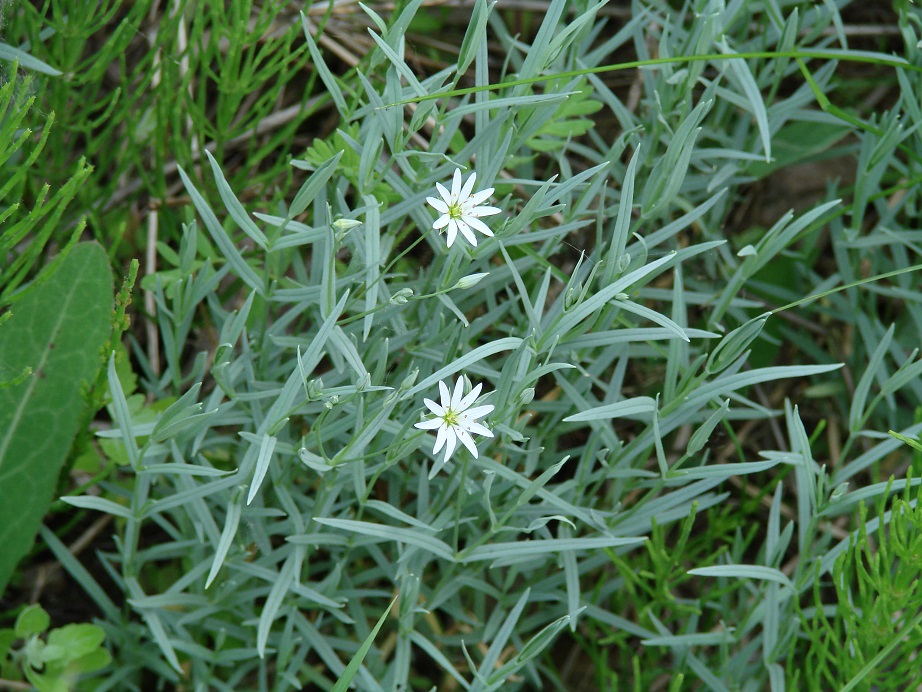 Image of Stellaria dahurica specimen.