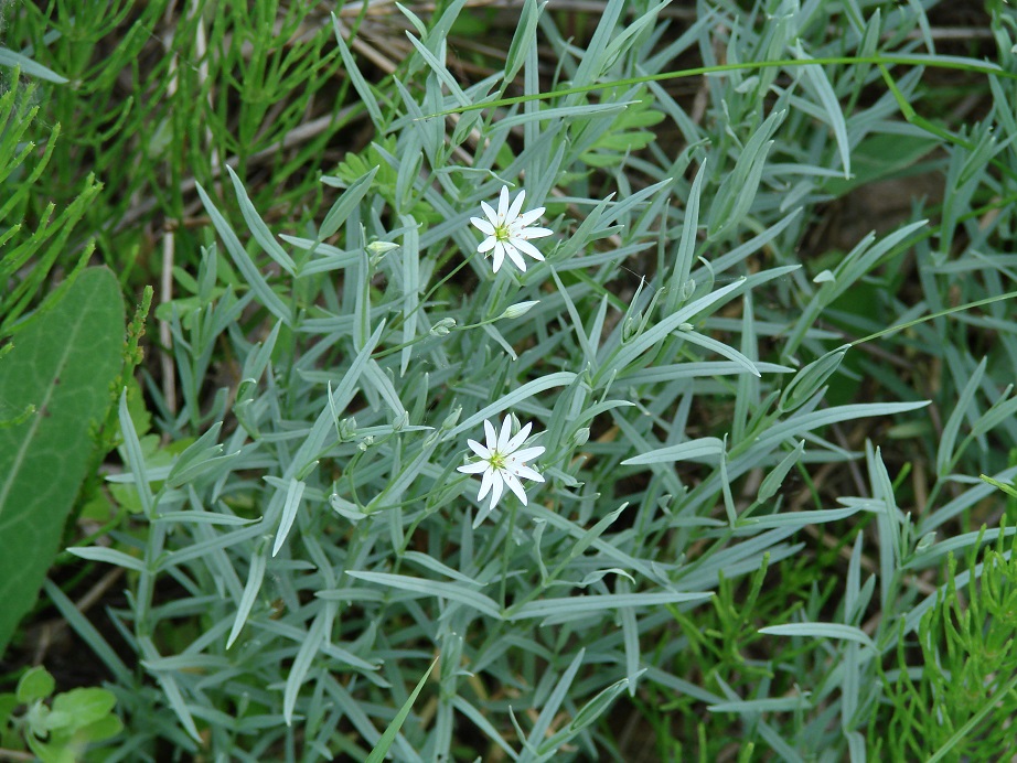 Изображение особи Stellaria dahurica.