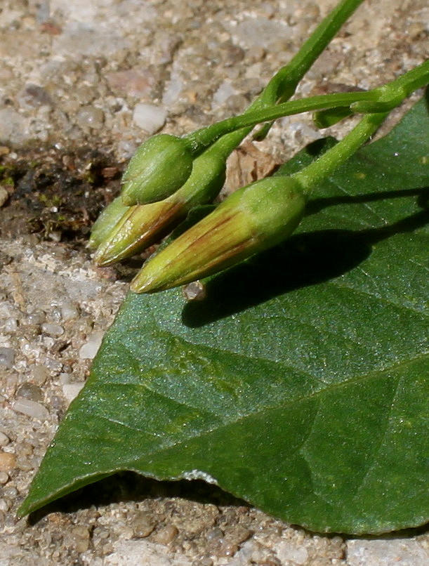 Image of Convolvulus arvensis specimen.