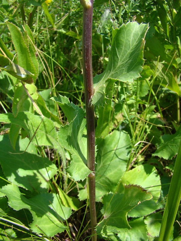 Image of Eryngium planum specimen.
