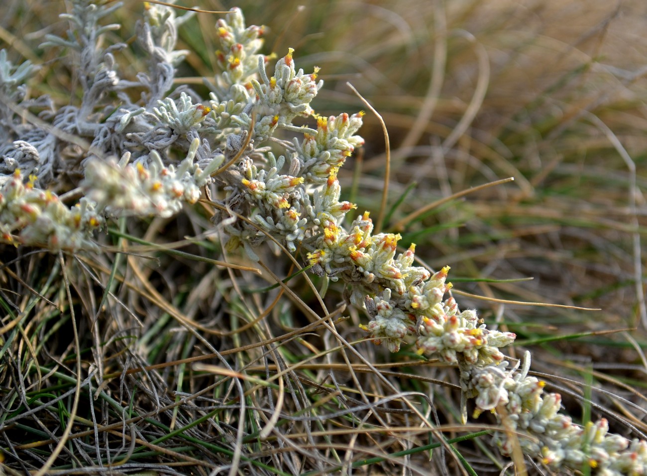 Изображение особи Artemisia lercheana.