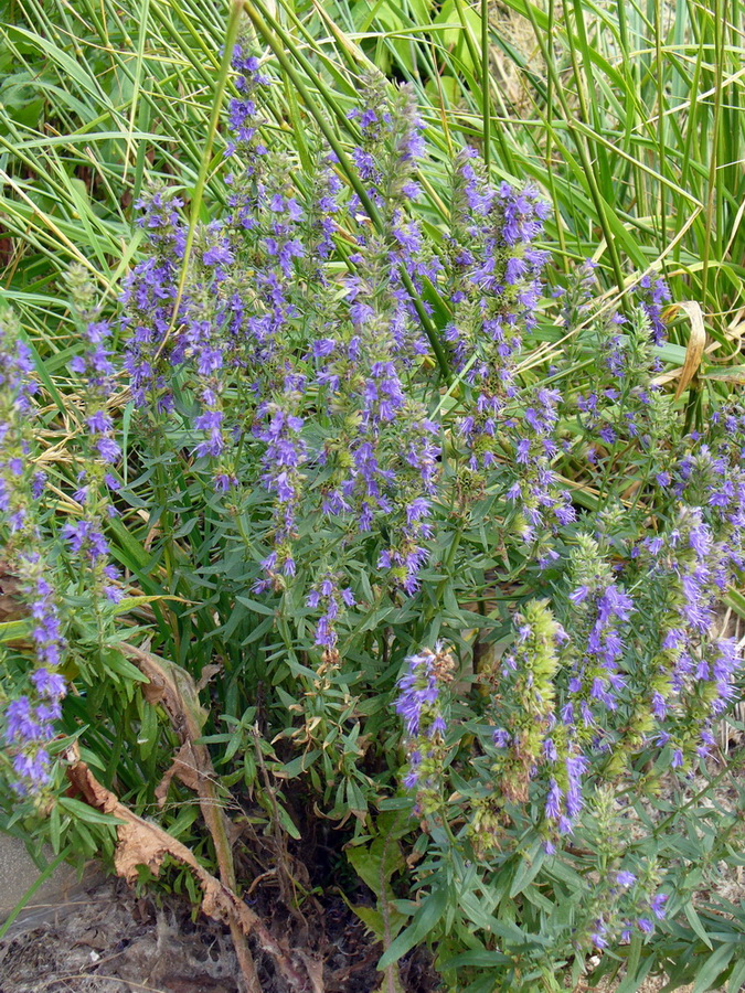 Изображение особи Hyssopus officinalis.