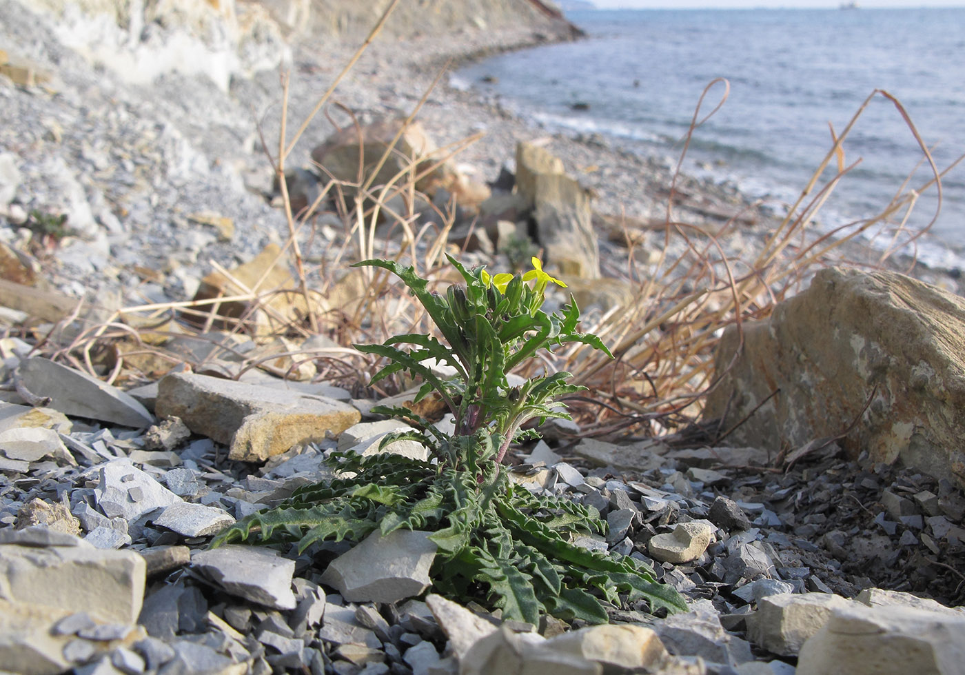 Image of Erysimum callicarpum specimen.