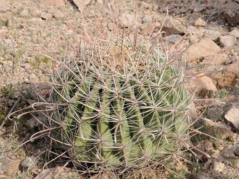 Изображение особи Ferocactus wislizeni.